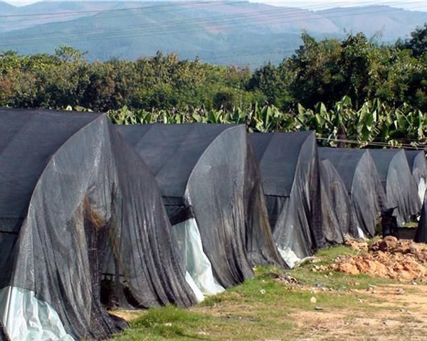 green hiuse shade net